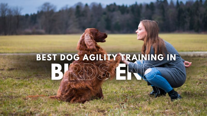 Best Dog Agility Training in Birds End