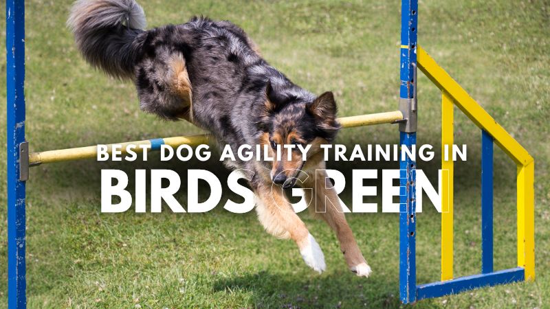 Best Dog Agility Training in Birds Green