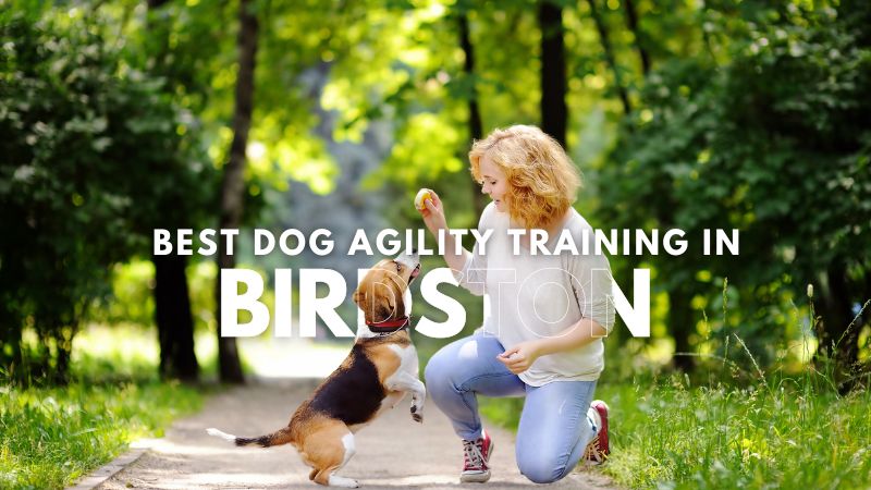 Best Dog Agility Training in Birdston