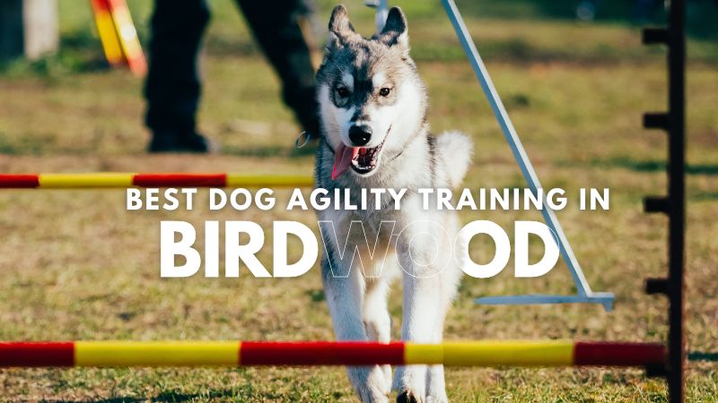 Best Dog Agility Training in Birdwood