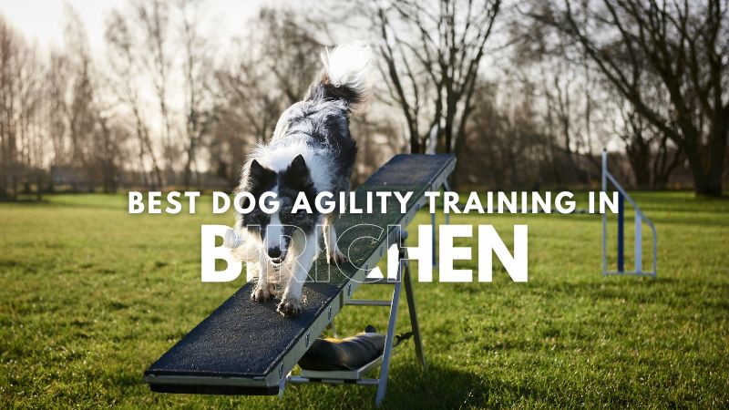 Best Dog Agility Training in Birichen