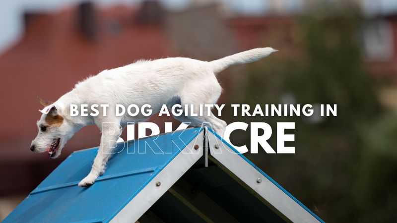 Best Dog Agility Training in Birkacre