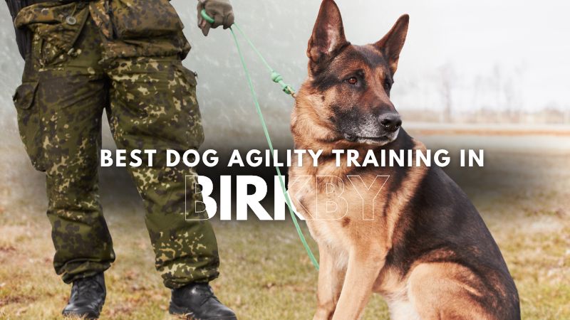 Best Dog Agility Training in Birkby