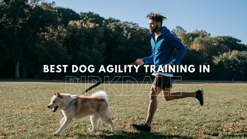 Best Dog Agility Training in Birkdale