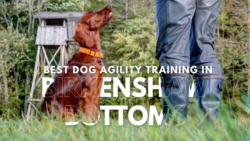 Best Dog Agility Training in Birkenshaw Bottoms