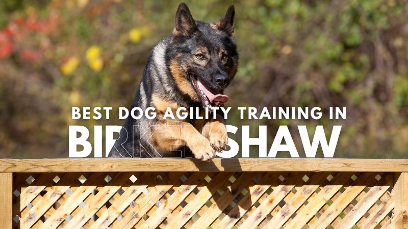 Best Dog Agility Training in Birkenshaw