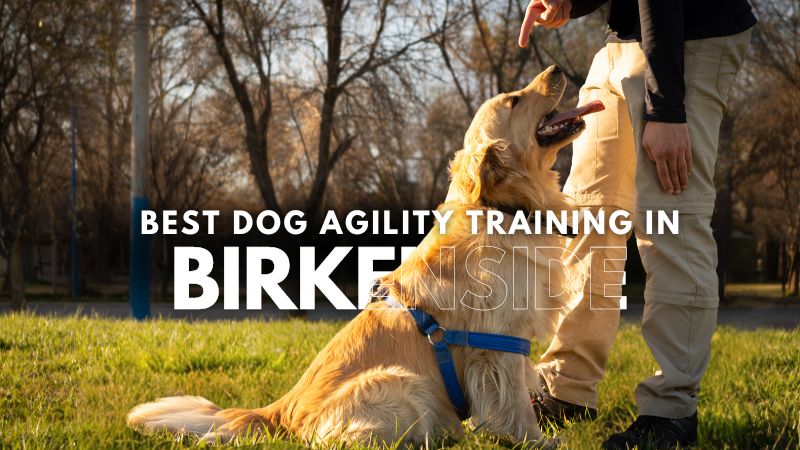 Best Dog Agility Training in Birkenside