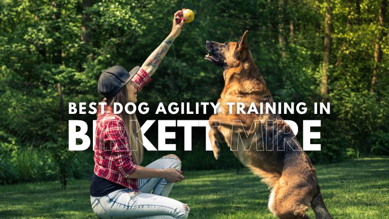 Best Dog Agility Training in Birkett Mire