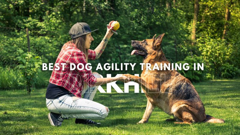 Best Dog Agility Training in Birkhill