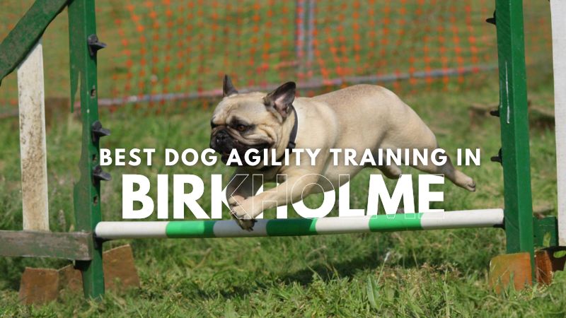Best Dog Agility Training in Birkholme