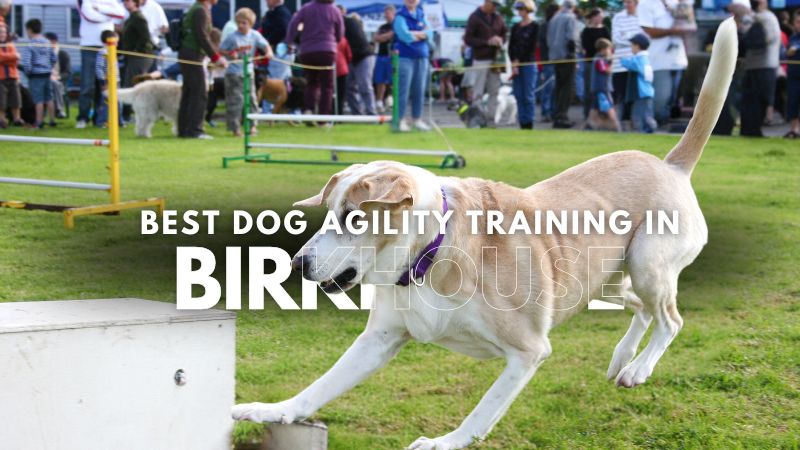 Best Dog Agility Training in Birkhouse