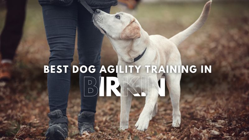 Best Dog Agility Training in Birkin