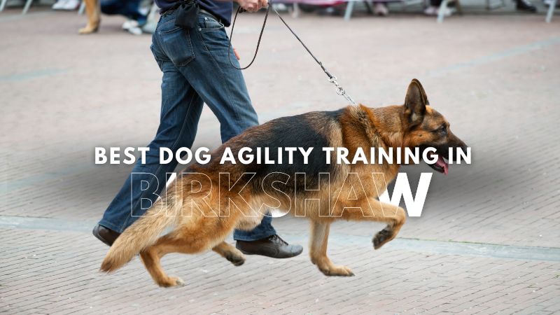 Best Dog Agility Training in Birkshaw