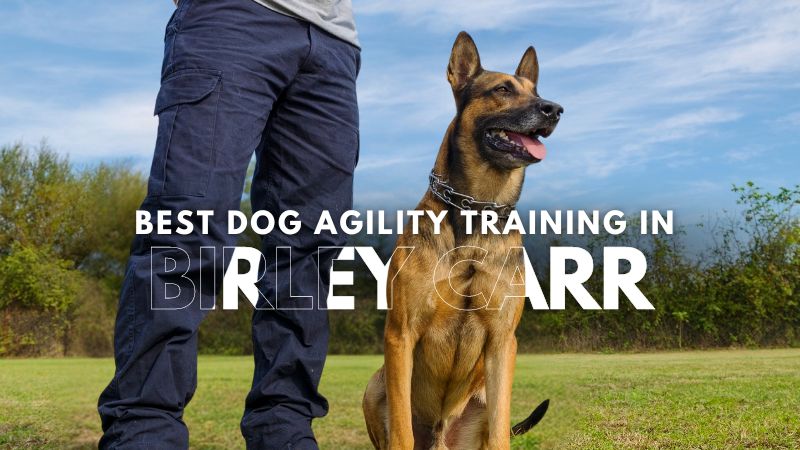 Best Dog Agility Training in Birley Carr