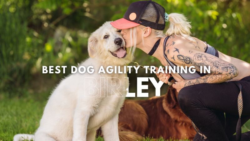 Best Dog Agility Training in Birley