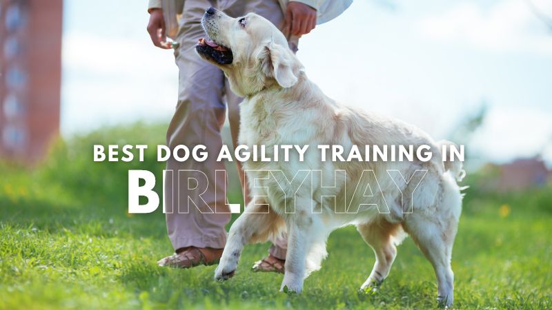 Best Dog Agility Training in Birleyhay