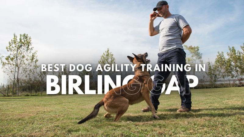 Best Dog Agility Training in Birling Gap