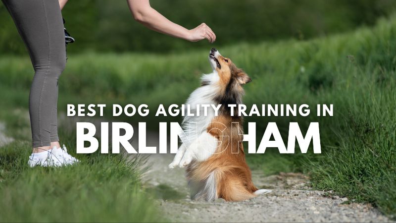 Best Dog Agility Training in Birlingham