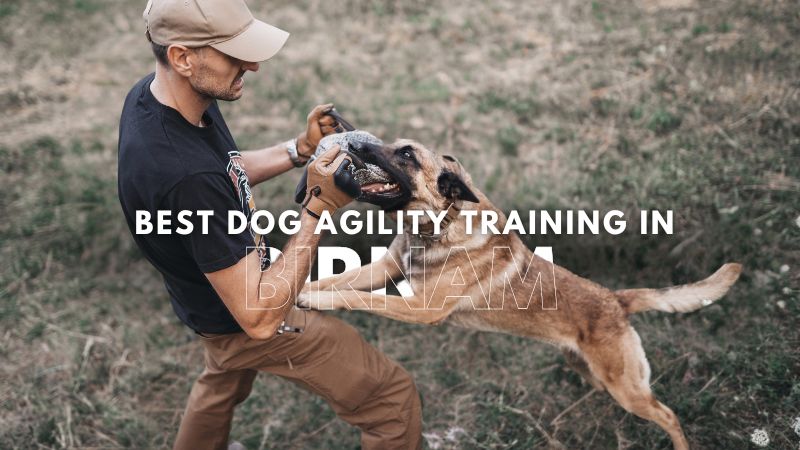 Best Dog Agility Training in Birnam