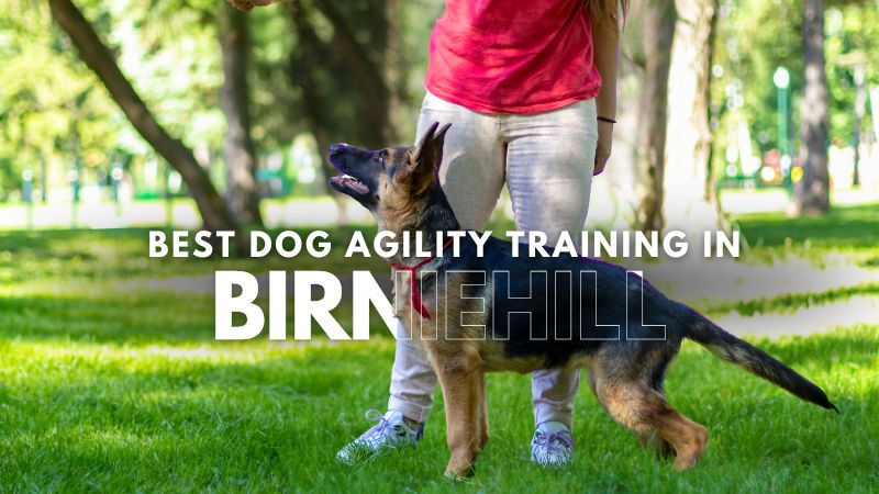 Best Dog Agility Training in Birniehill