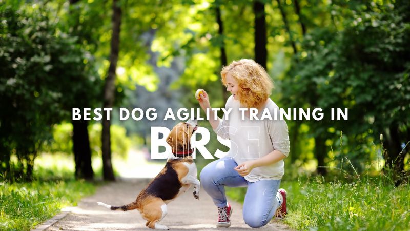 Best Dog Agility Training in Birse