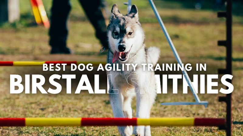 Best Dog Agility Training in Birstall Smithies