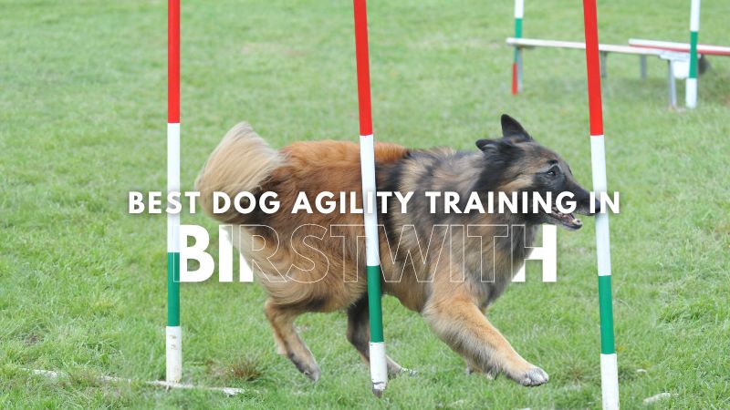 Best Dog Agility Training in Birstwith