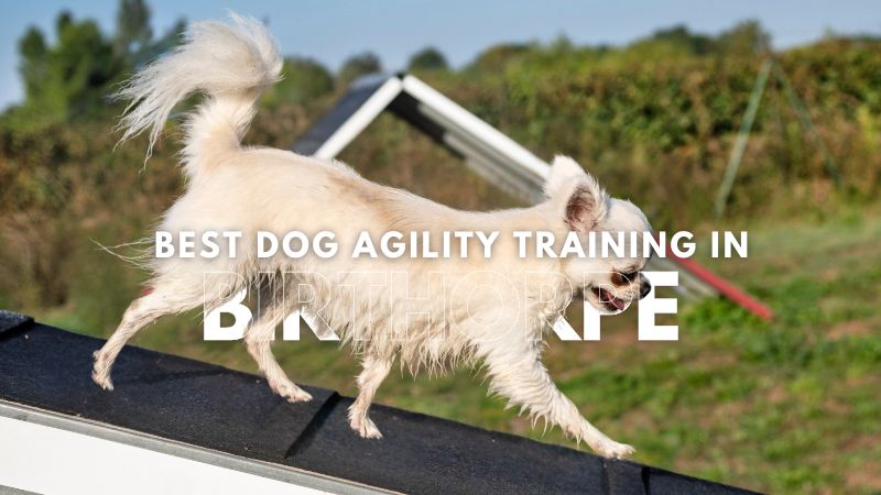 Best Dog Agility Training in Birthorpe