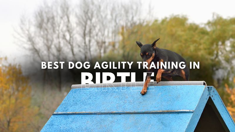 Best Dog Agility Training in Birtle