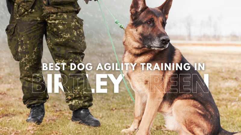 Best Dog Agility Training in Birtley Green