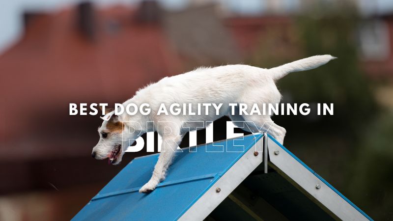 Best Dog Agility Training in Birtley