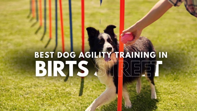 Best Dog Agility Training in Birts Street