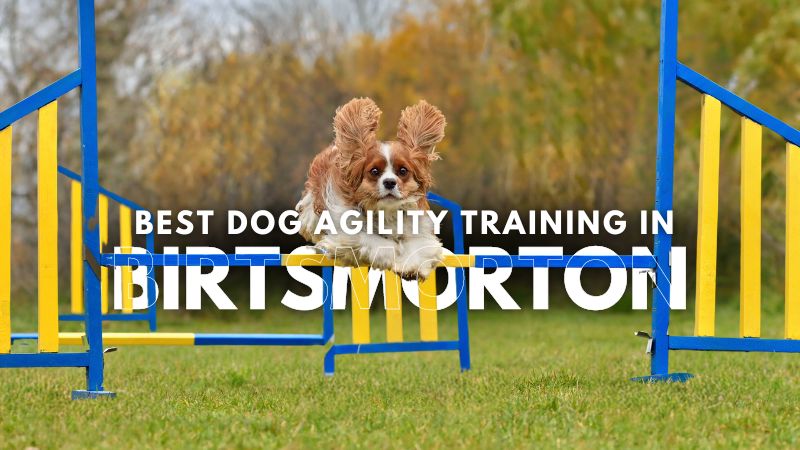 Best Dog Agility Training in Birtsmorton