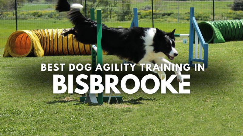 Best Dog Agility Training in Bisbrooke