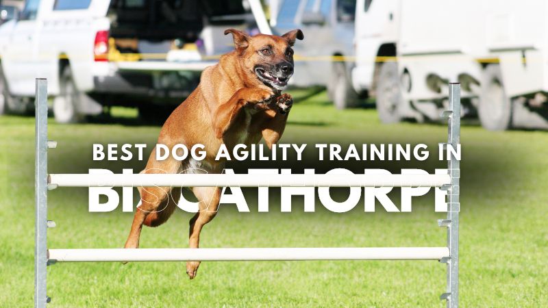 Best Dog Agility Training in Biscathorpe