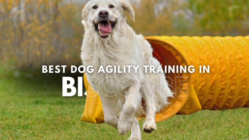 Best Dog Agility Training in Biscombe