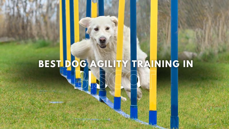 Best Dog Agility Training in Biscot