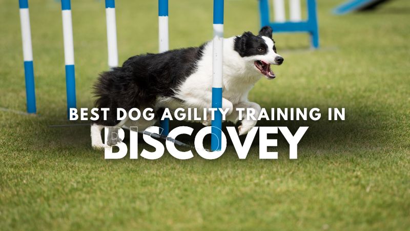 Best Dog Agility Training in Biscovey