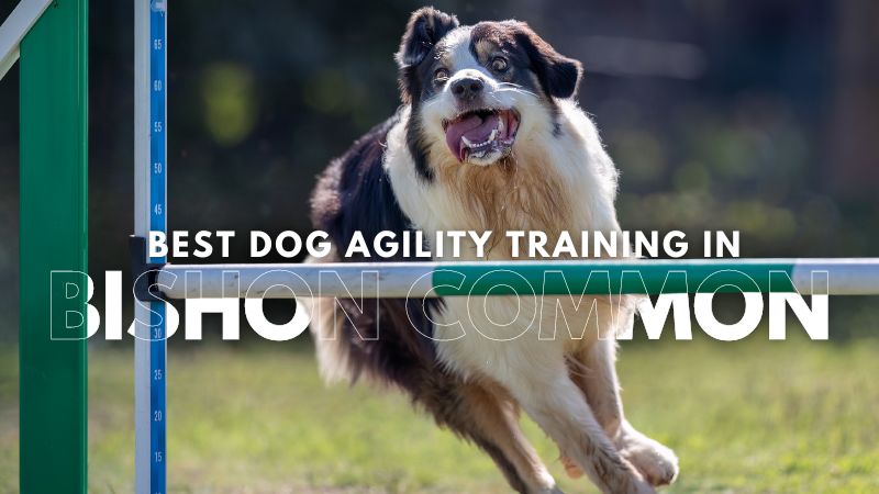 Best Dog Agility Training in Bishon Common