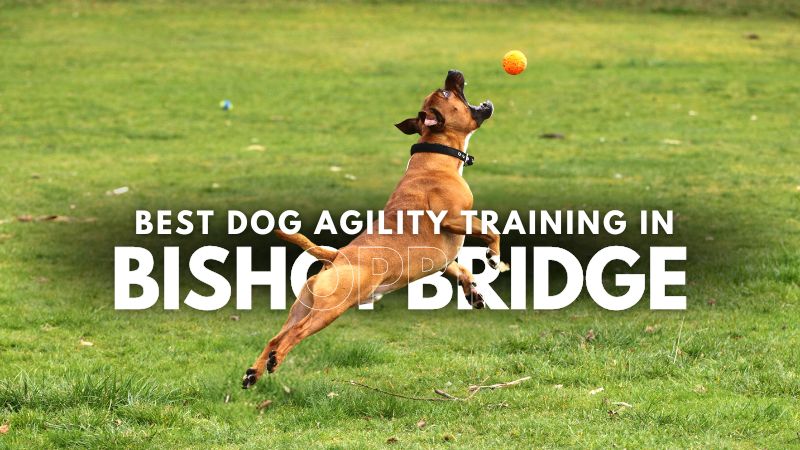 Best Dog Agility Training in Bishopbridge