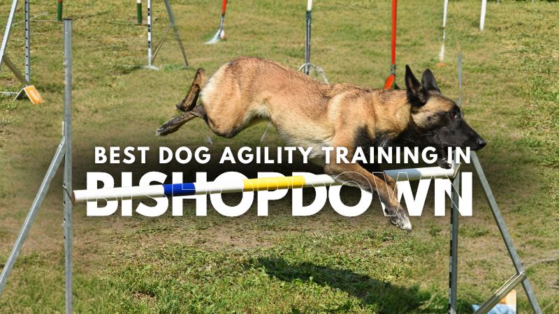 Best Dog Agility Training in Bishopdown