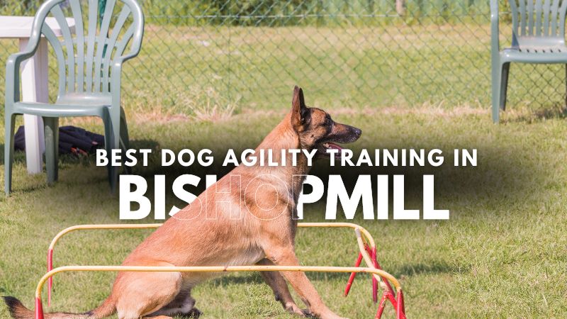 Best Dog Agility Training in Bishopmill