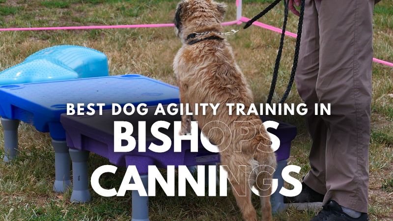 Best Dog Agility Training in Bishops Cannings