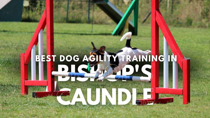 Best Dog Agility Training in Bishop's Caundle