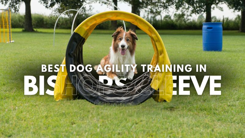 Best Dog Agility Training in Bishops Cleeve