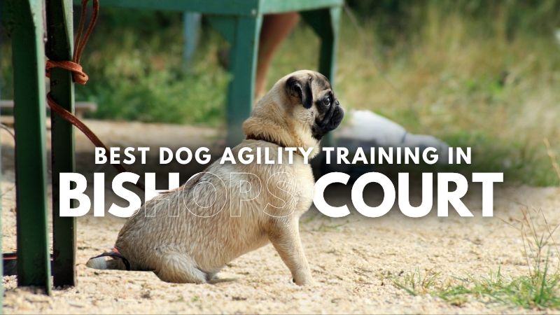 Best Dog Agility Training in Bishops Court