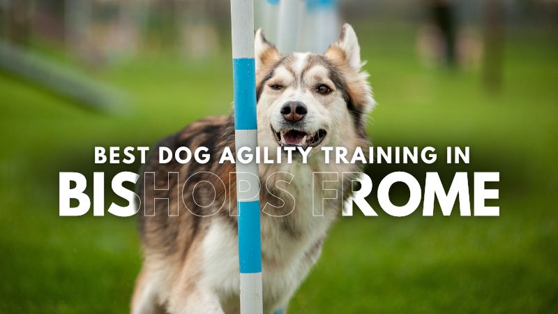 Best Dog Agility Training in Bishops Frome