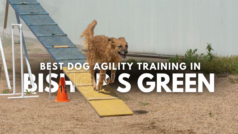 Best Dog Agility Training in Bishop's Green