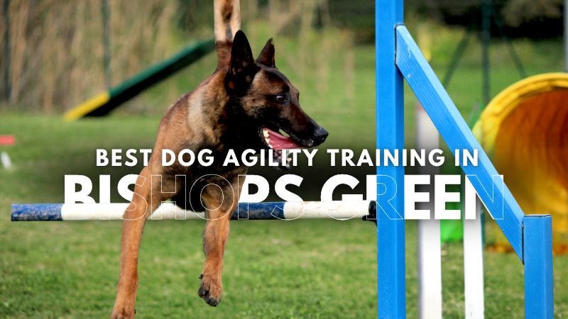 Best Dog Agility Training in Bishops Green