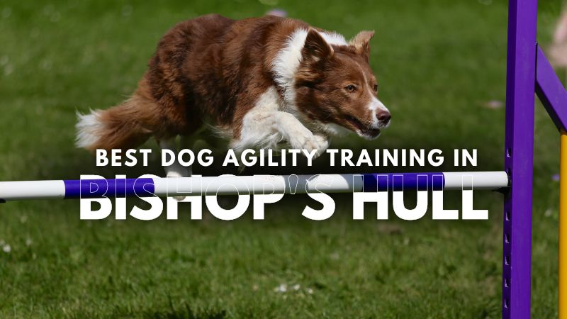 Best Dog Agility Training in Bishop's Hull